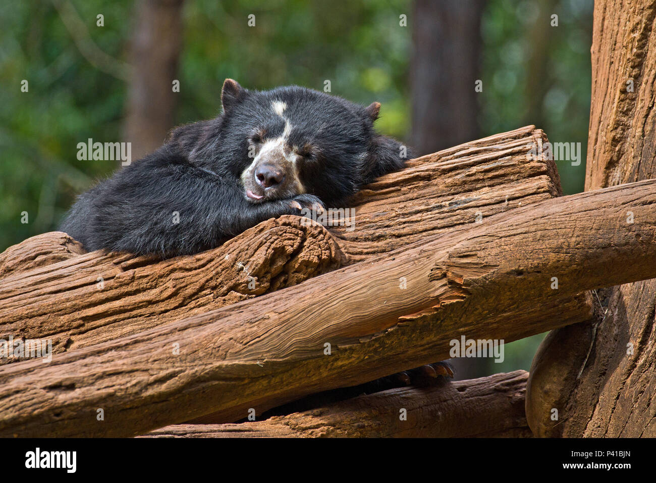 Urso-de-óculos; Tremarctos ornatus; animale; Fauna; Natureza; zoológico; São Carlos; Estado de São Paulo; Brasil Foto Stock