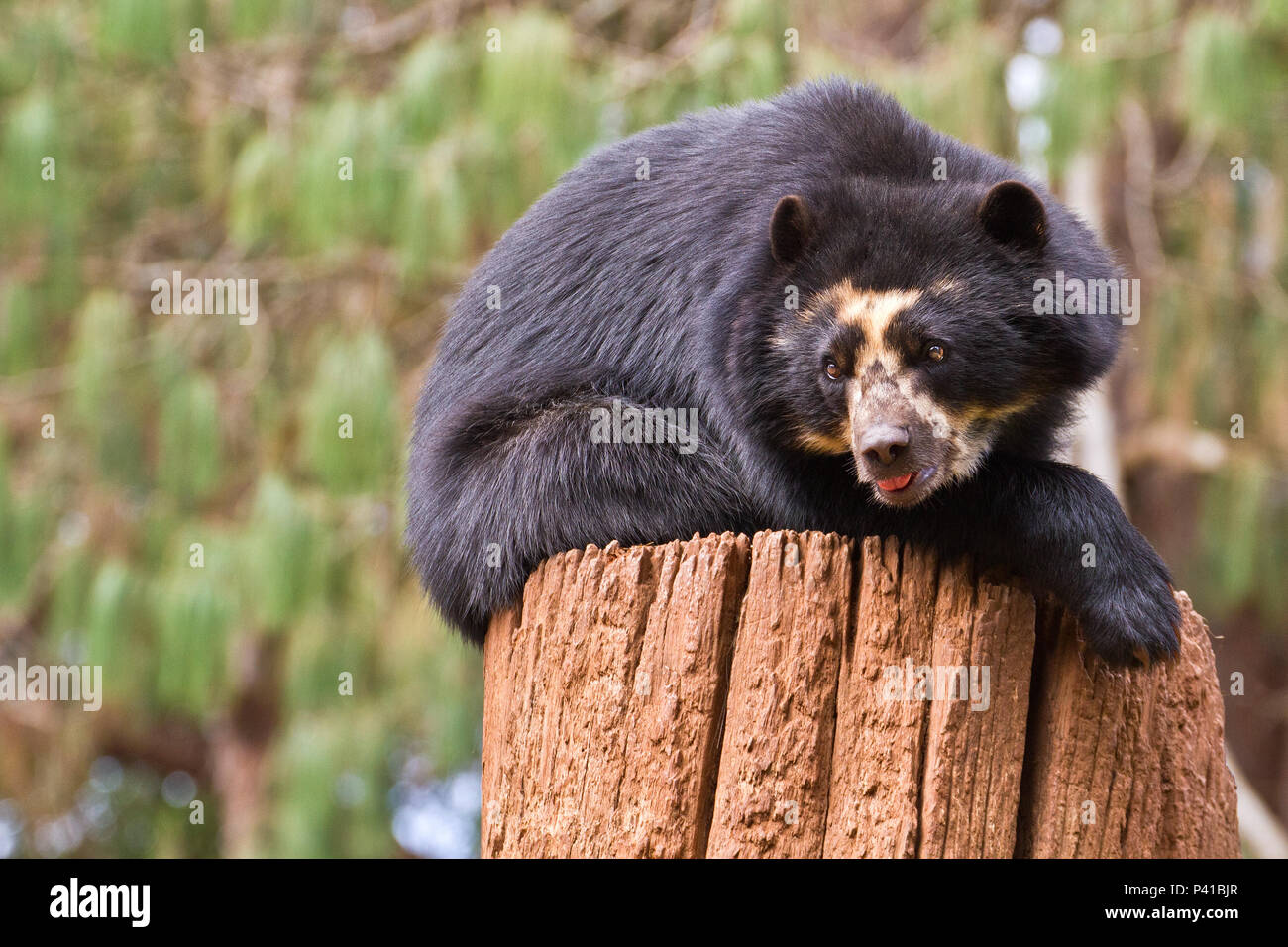 Urso-de-óculos; Tremarctos ornatus; animale; Fauna; Natureza; Zoológico de São Carlos; Estado de São Paulo; Brasil; São Carlos; Interior do Estado de São Paulo Foto Stock