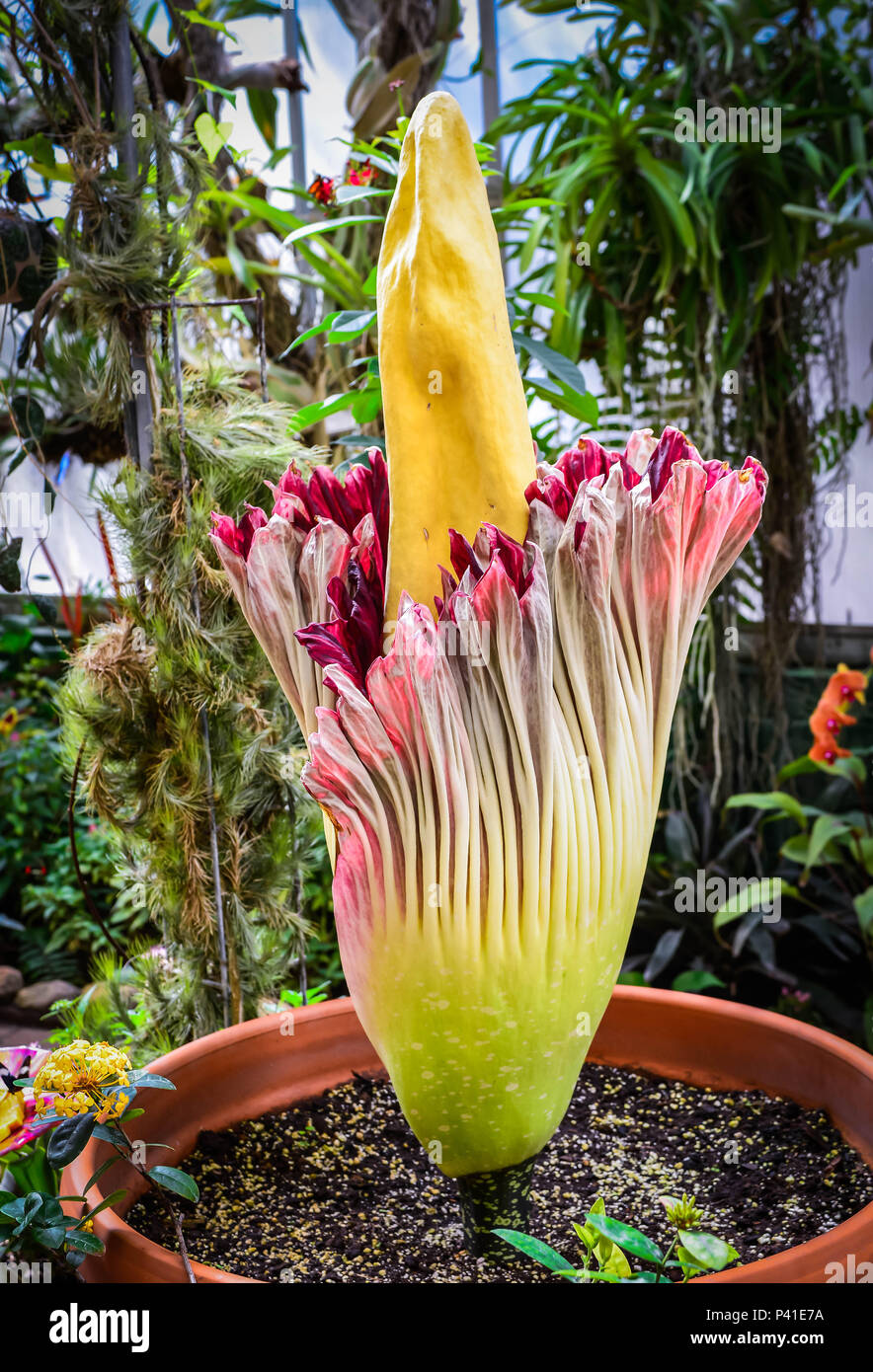 Il cadavere di raro fiore in fiore, famoso come raramente fiorisce e per la sua maleodorante marciume carne odore, noto anche come il titan arum dall Indonesia Foto Stock