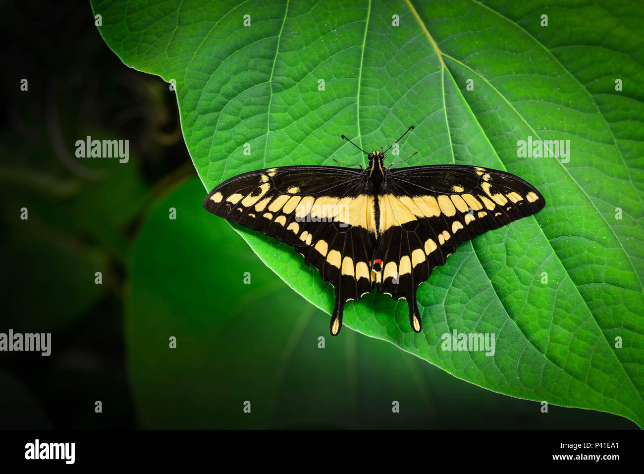 Un brillante Nero e Giallo farfalla a coda di rondine si appoggia su una grande foglia verde con ali stese con un drammatico buio soft focus sullo sfondo di fogliame Foto Stock