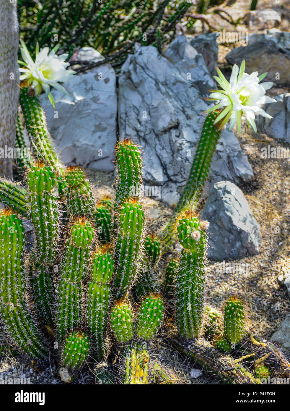 Un cluster di Agentine cactus giganti con grandi fioriture bianche nel deserto roccioso paesaggio Foto Stock