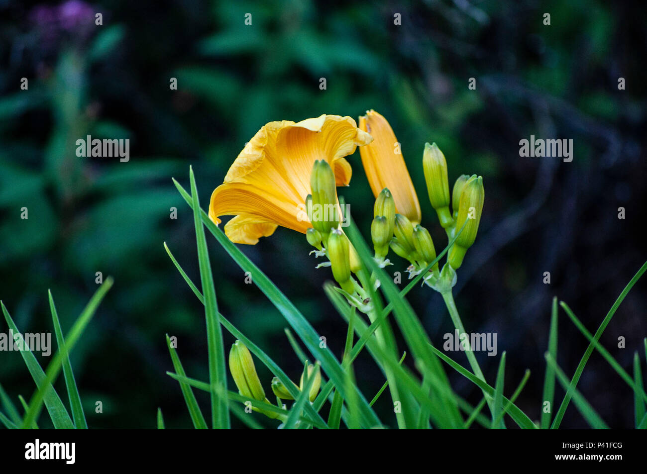 Un fiore giallo inizia a fiorire. Foto Stock