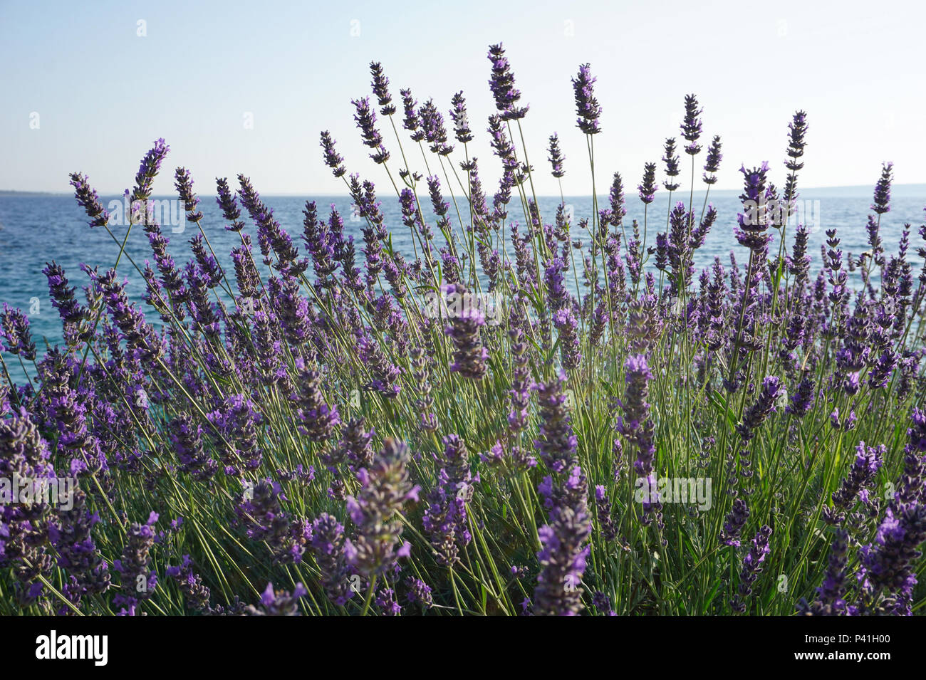 Boccola di lavanda con fiori viola dal mare Cratioan costa, Lavandula angustifolia, Lavandula officinalis Foto Stock