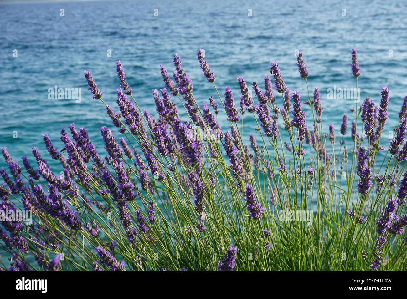 Bella vicino la boccola di lavanda con fiori viola sul mare Adriatico costa in Croazia Foto Stock