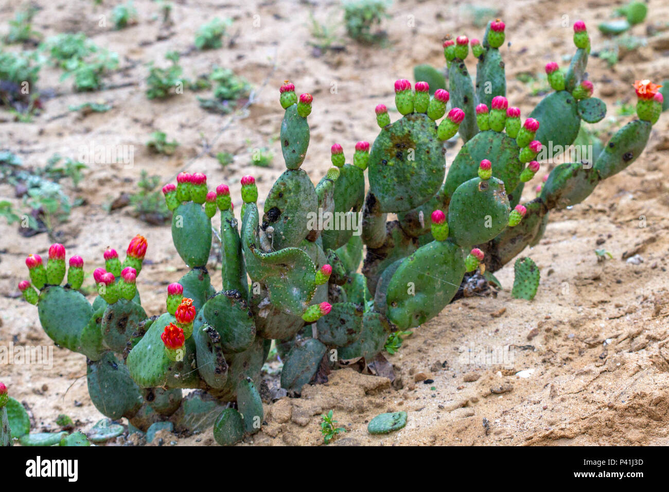 Paulo Afonso BA rasteiro cactácea caatinga raso da Catarina Sertão baiano Paulo Afonso Bahia Nordeste brasile Flora Natureza Botânica Planta Foto Stock