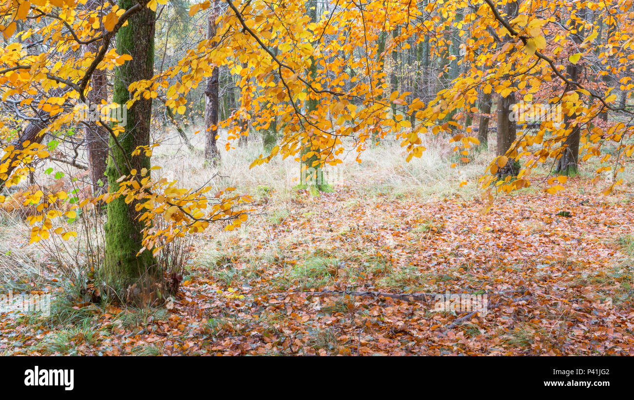 In un bosco a Ullswater, autunno mani su Foto Stock