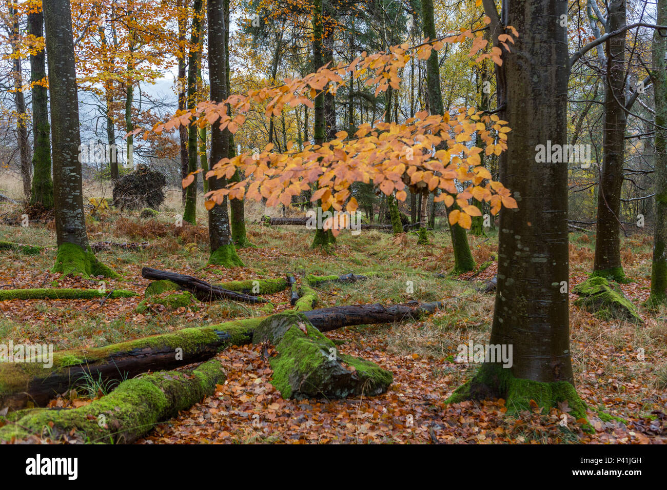 In un bosco a Ullswater, autunno mani su Foto Stock