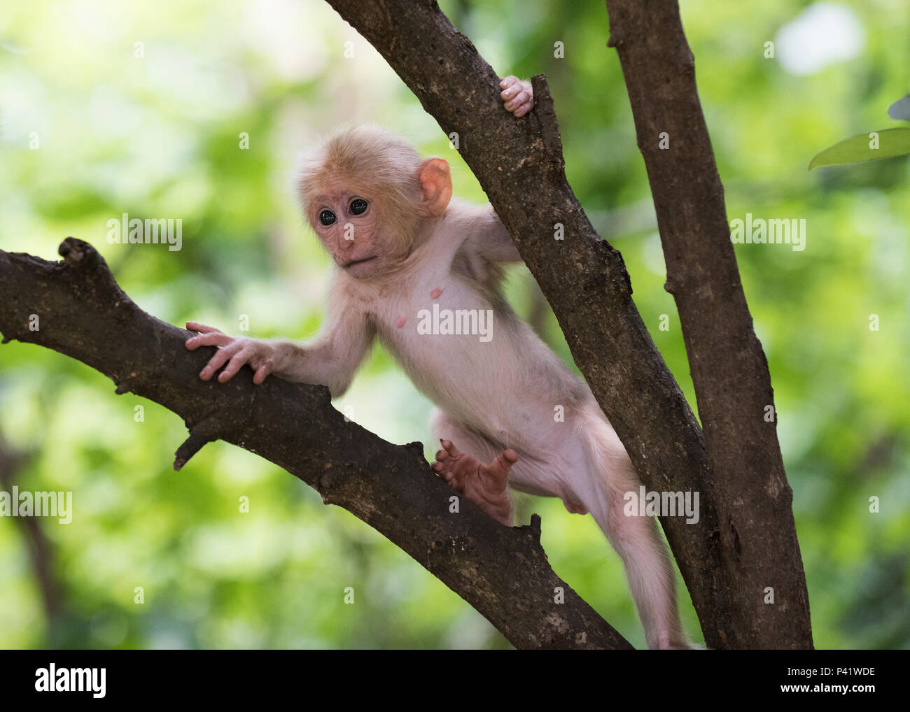 Il moncone-coda Macaque (Macaca arctoides) giovani, Kaeng Krachan National Park, Thailandia Foto Stock
