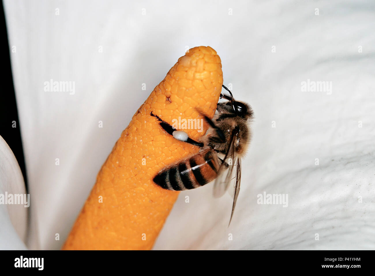 Abelha Inseto abelha na flor abelha no copo de Leite polinização da abelha macro close-up natureza Foto Stock