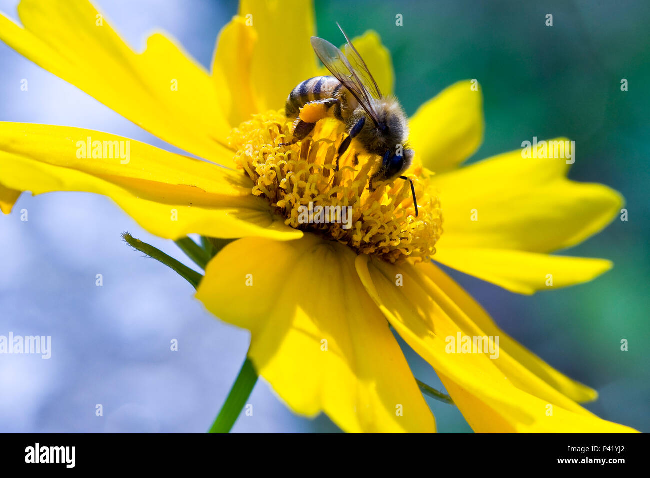 Abelha Inseto Fauna Flor Flower Garden Jardim Flora Natureza Macro Close-up Foto Stock