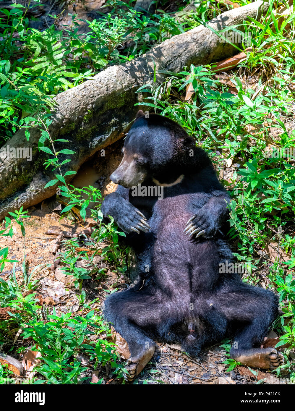 Sun Bear (Helarctos malayanus) giacente sulla sua schiena nella foresta pluviale al Bornean Sun Bear Conservation Centre di Sepilok e Sandakan, Borneo Malaysia Foto Stock