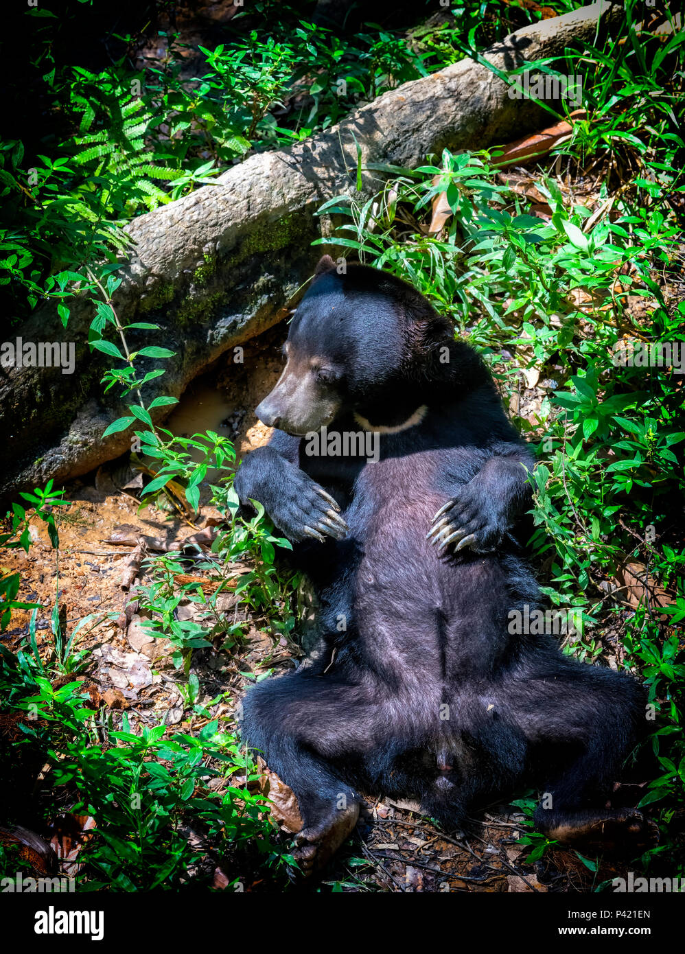 Sun Bear (Helarctos malayanus) giacente sulla sua schiena nella foresta pluviale al Bornean Sun Bear Conservation Centre di Sepilok e Sandakan, Borneo Malaysia Foto Stock