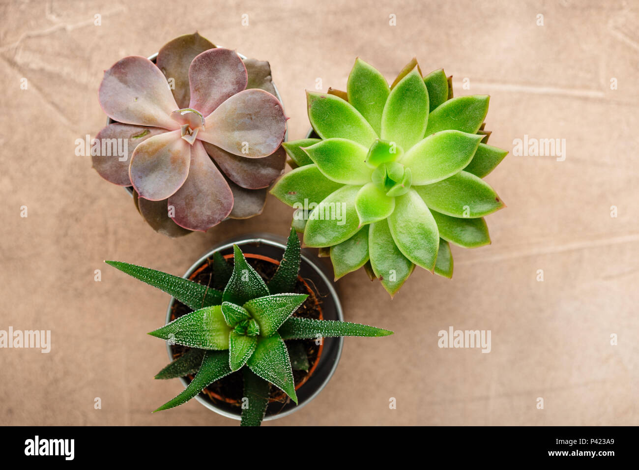 Vasi con piante succulente di echeveria, "Haworthia". Vista superiore Foto Stock