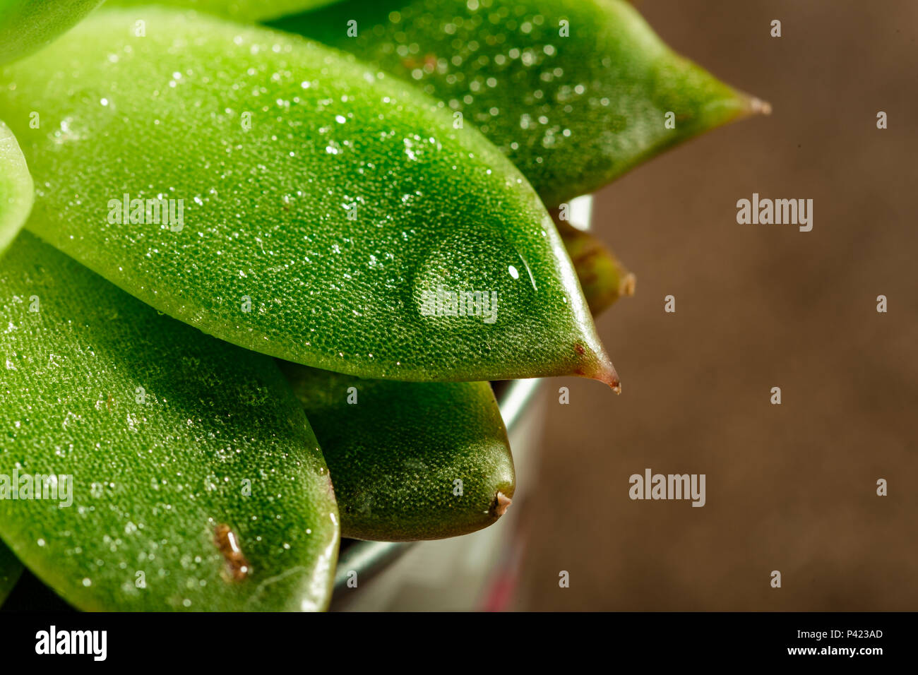 Vasi con piante succulente di echeveria close-up, macro shot. Vista superiore Foto Stock