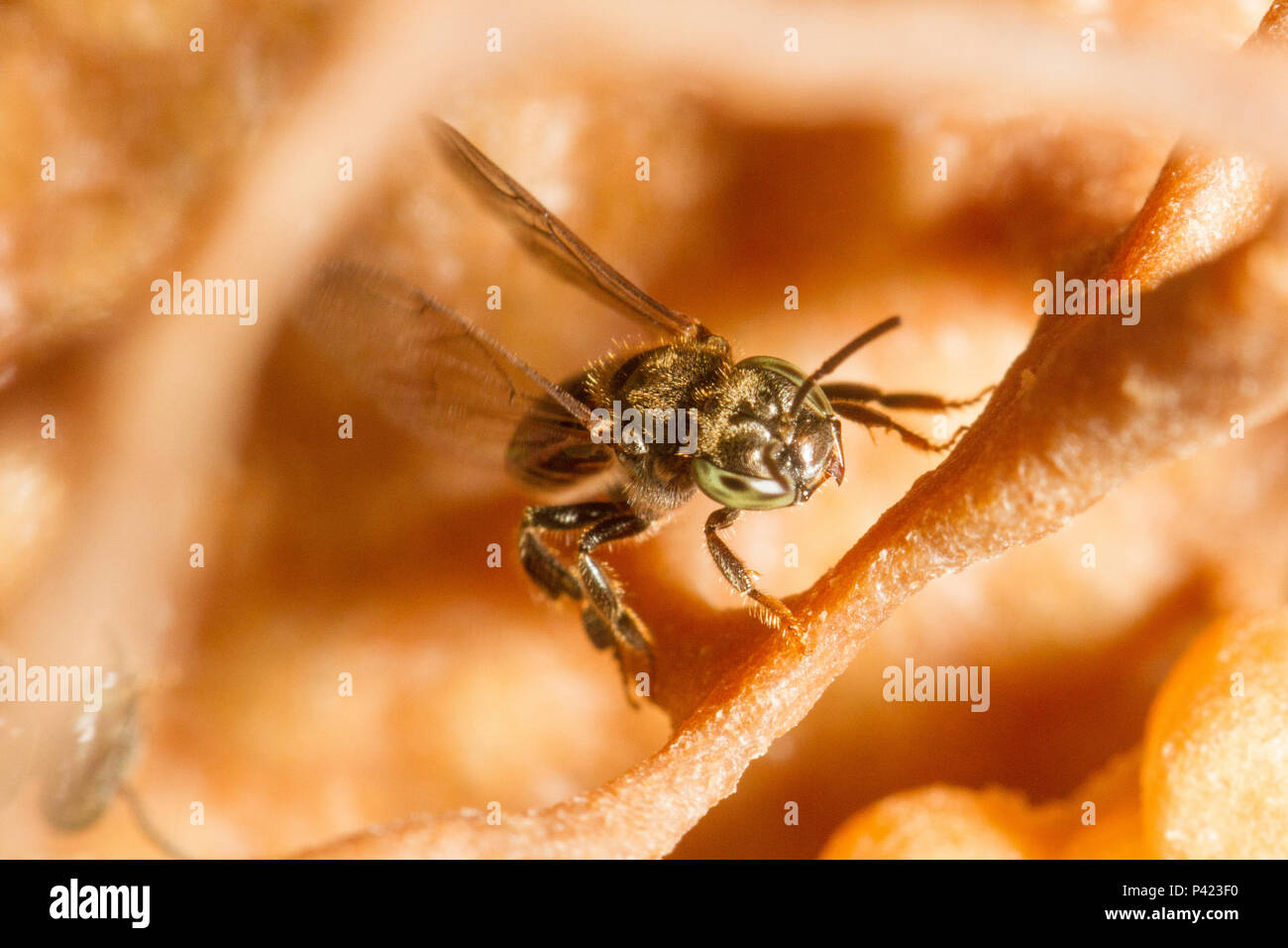 Abelha Mirim Guaçu ( Plebeia remota) na colmeia. Foto Stock