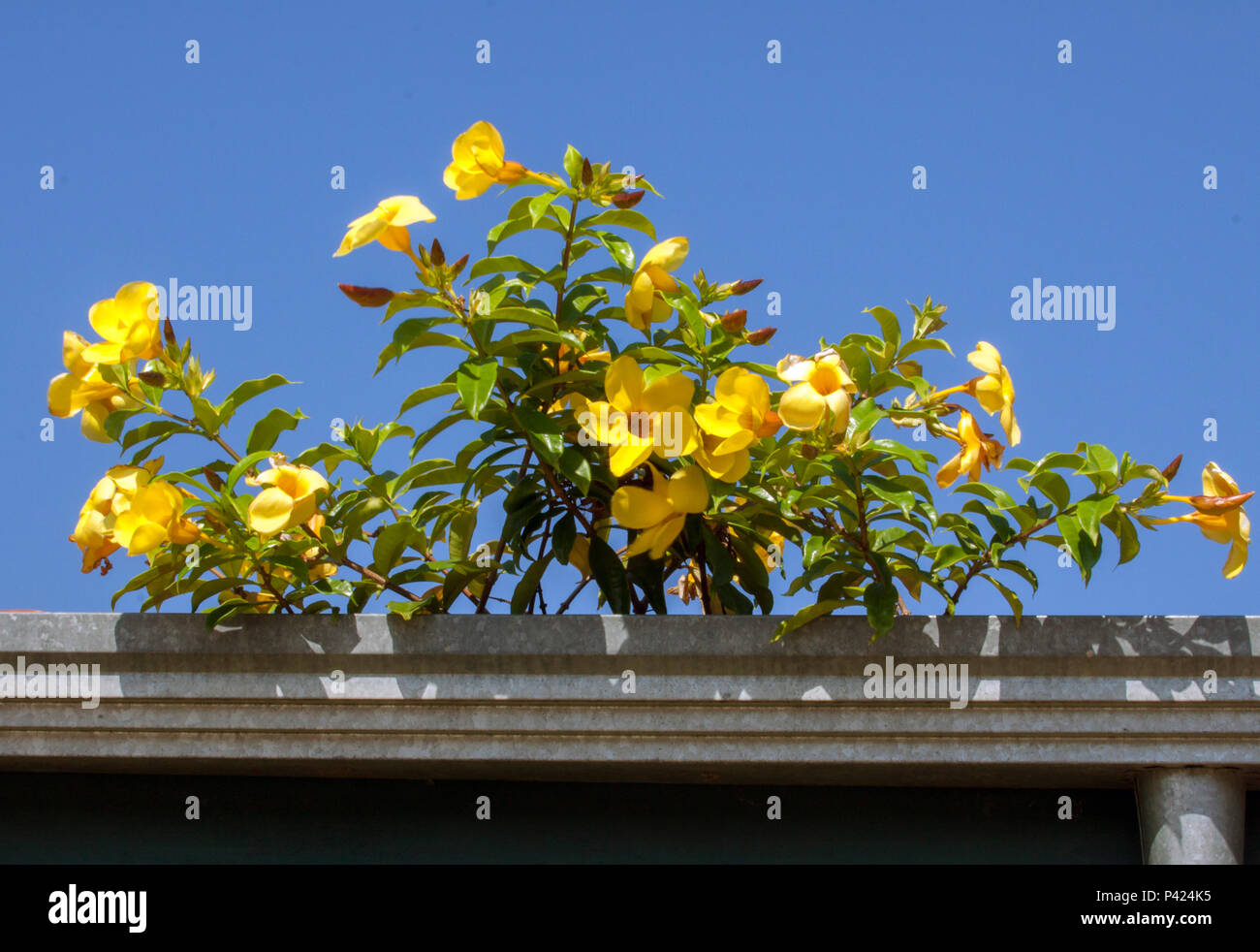 Alamanda; l'Allamanda cathartica L; planta tóxica; ornamentali dedal-de-dama; Trepadeira; Estado de São Paulo; Araçoiaba da Serra Foto Stock