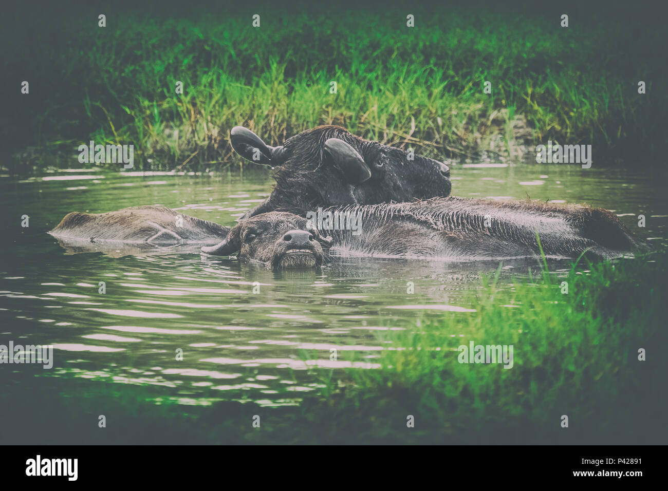 Bufali d'acqua in Bundala national park. Animal watching tour. Sri lanka Foto Stock
