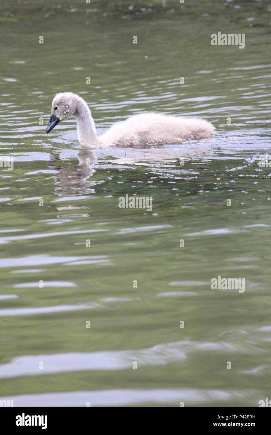 Swan famiglia in città aprk Nijmegen Foto Stock