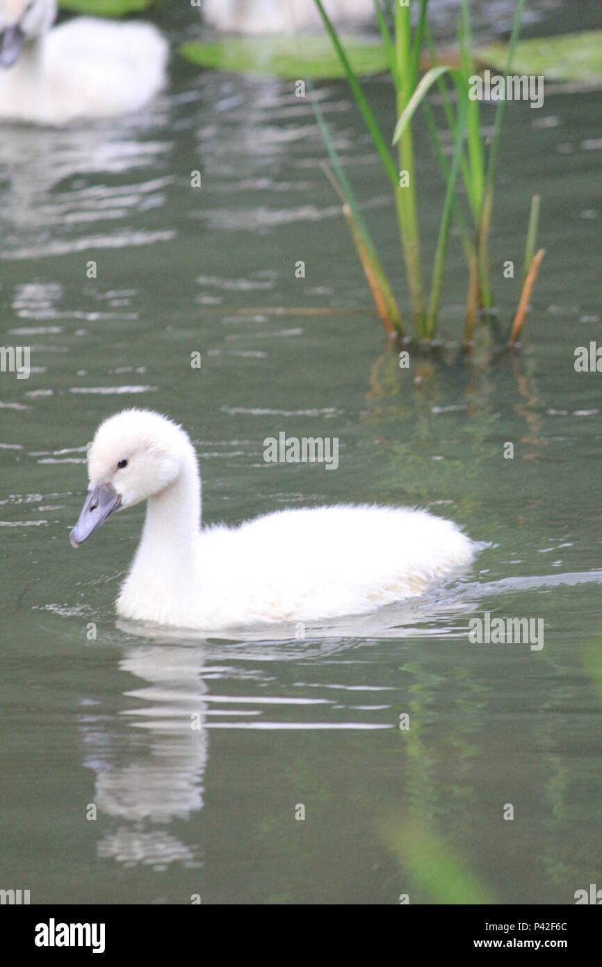 Swan famiglia in città aprk Nijmegen Foto Stock