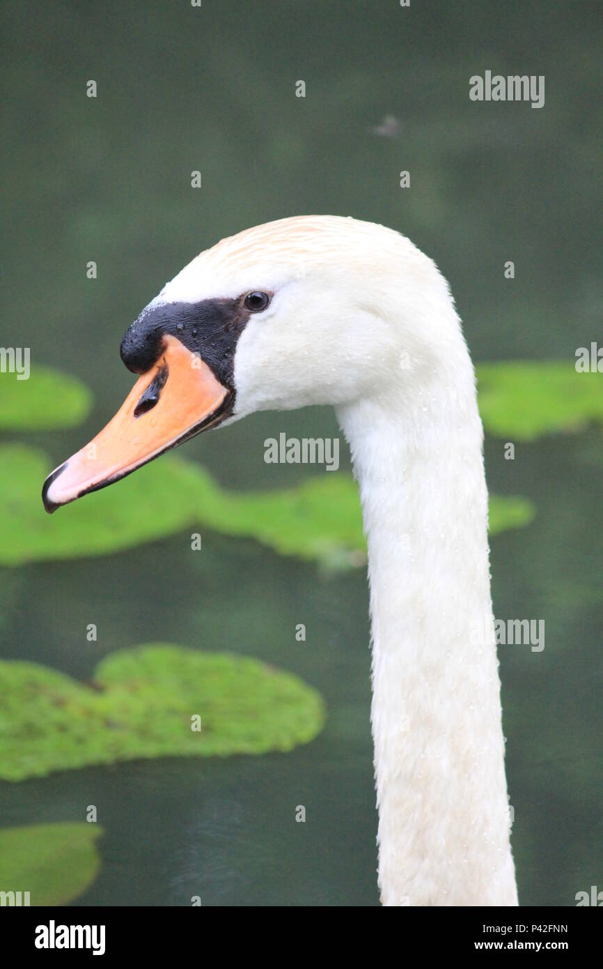 Swan famiglia in città aprk Nijmegen Foto Stock