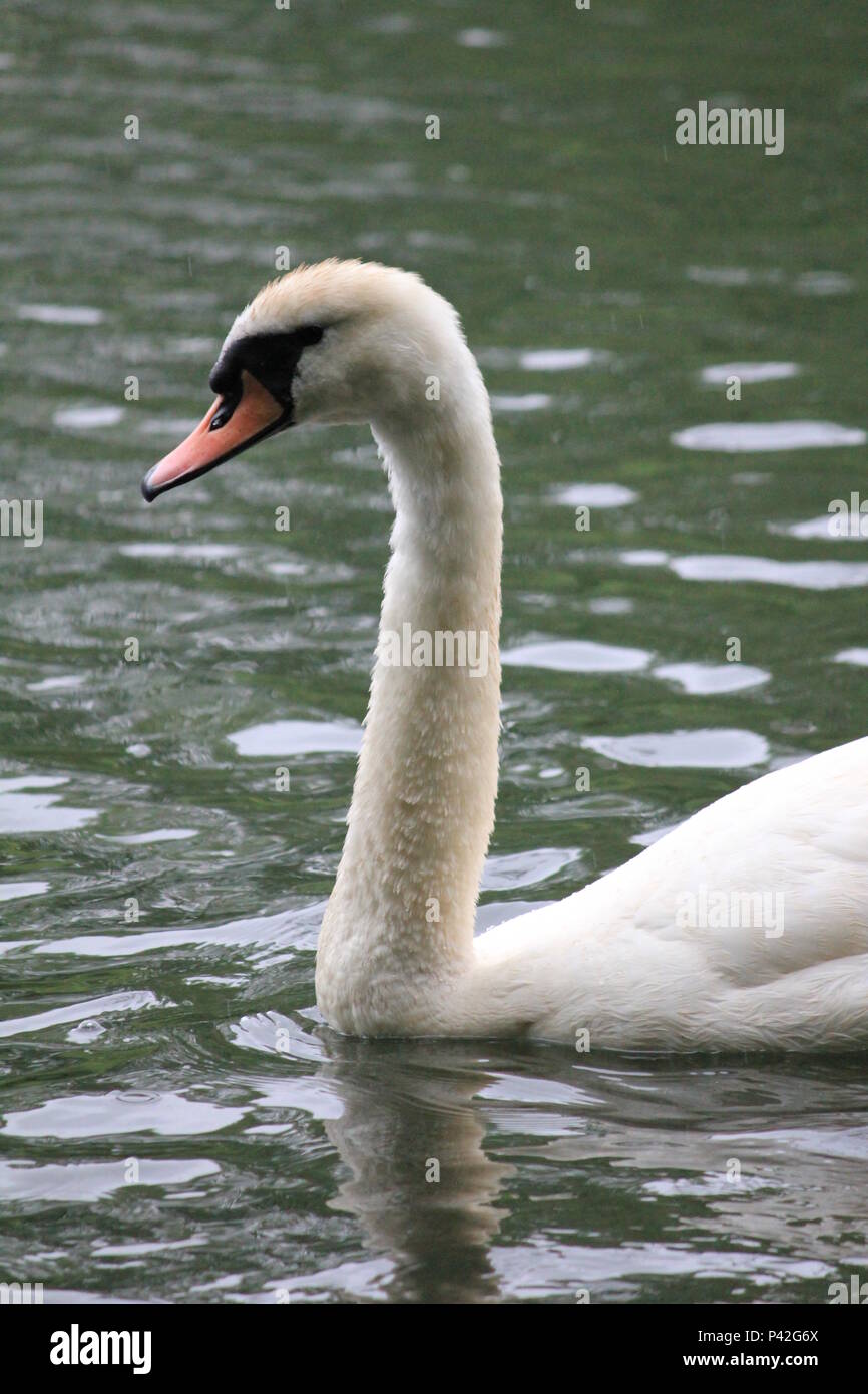 Swan famiglia in città aprk Nijmegen Foto Stock