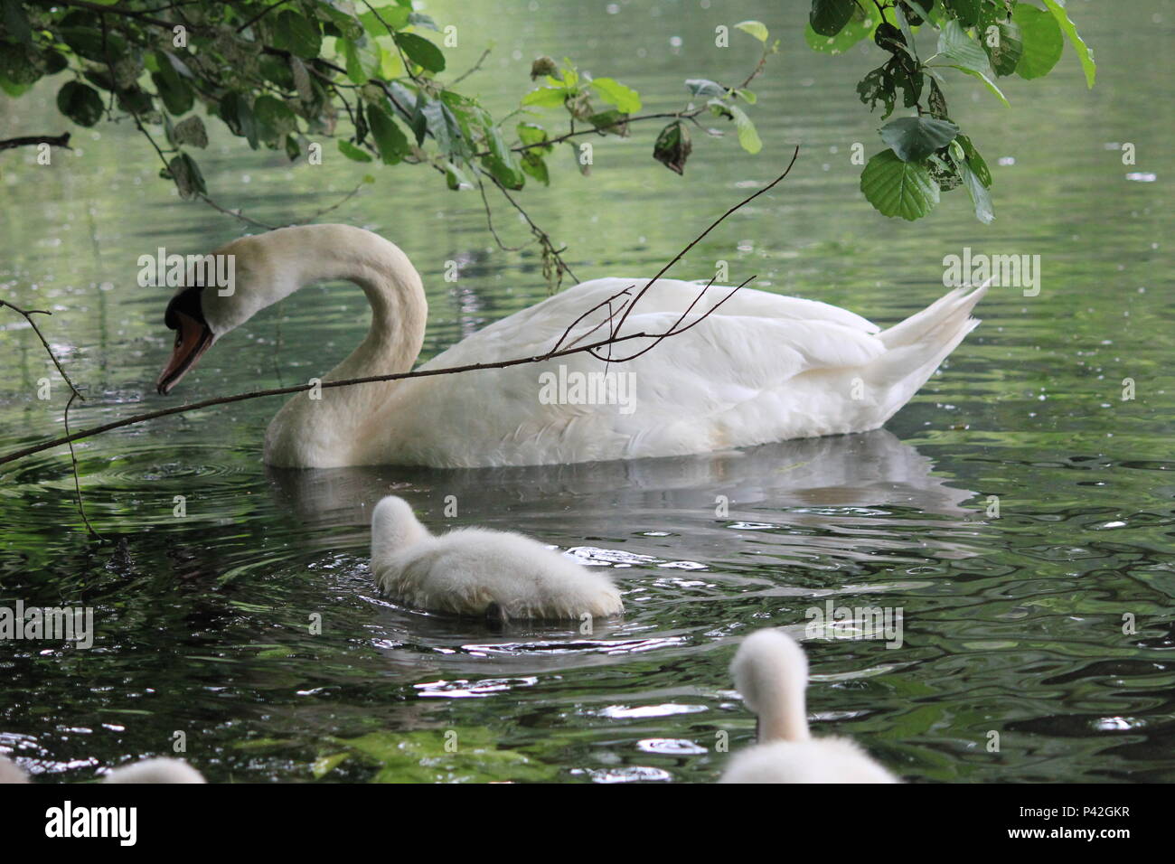 Swan famiglia in città aprk Nijmegen Foto Stock