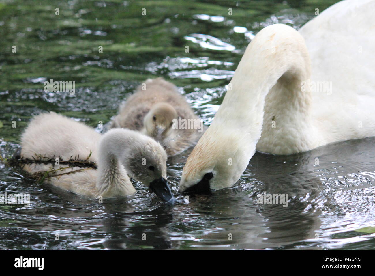 Swan famiglia in città aprk Nijmegen Foto Stock