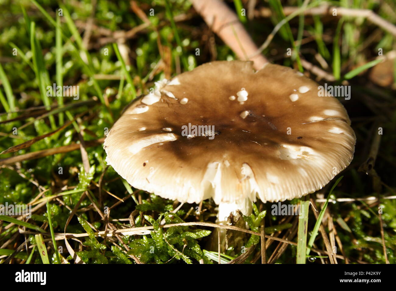 Wild Toadstool funghi nel pomeriggio la luce del sole Foto Stock