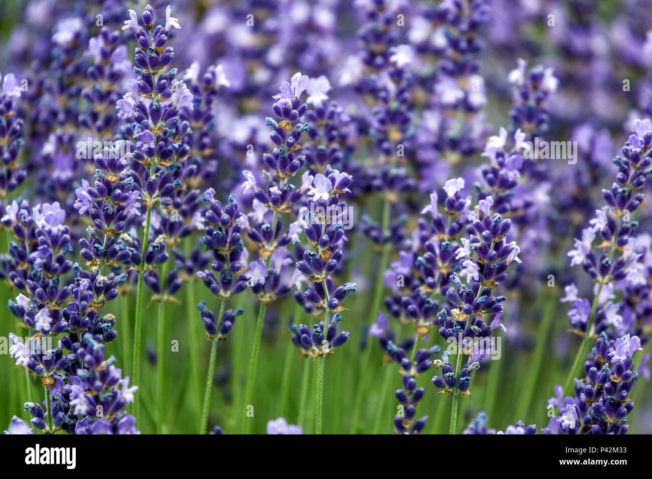 Giardino profumato, aromatico alla lavanda, fiori, Lavandula Foto Stock