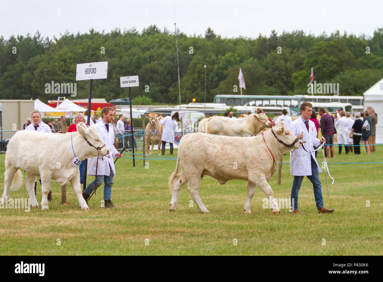 Cheshire, Regno Unito. Il 19 giugno 2018. Il Cheshire Showground a Creta Fattoria Flittogate Lane, Knutsford ha ospitato il 2018 Royal Contea di Cheshire Show. La mostra è circa le favolose attrazioni, caratteri & sapori di Cheshire & al di là di credito: John Hopkins/Alamy Live News Foto Stock