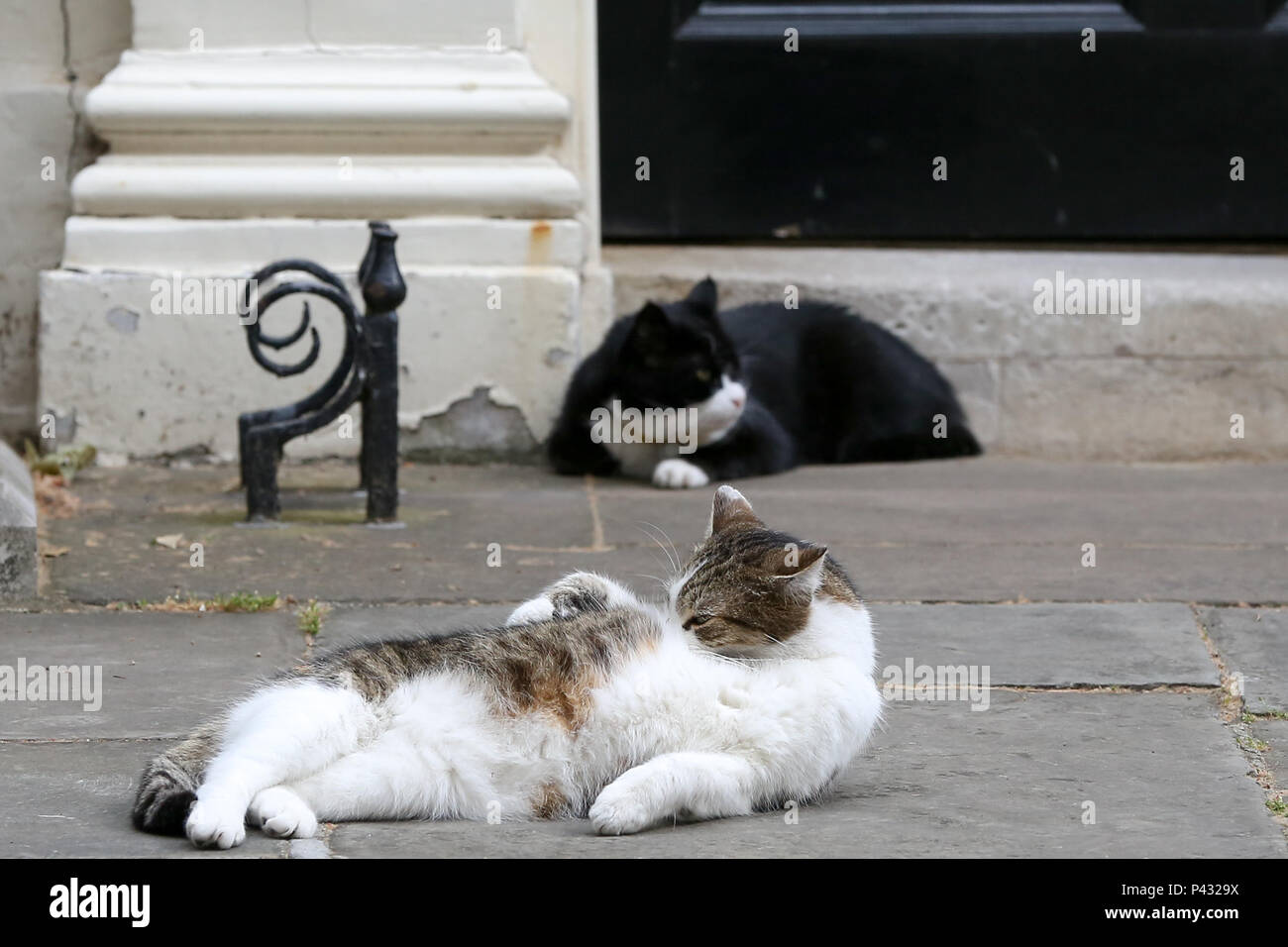 Londra, Regno Unito. Il 20 giugno 2018. Larry il 10 Downing Street Cat e Chief Mouser al Gabinetto di Palmerston il residente Chief Mouser del Foreign & Commonwealth Office rilassante a Downing Street Credit: Dinendra Haria/Alamy Live News Foto Stock