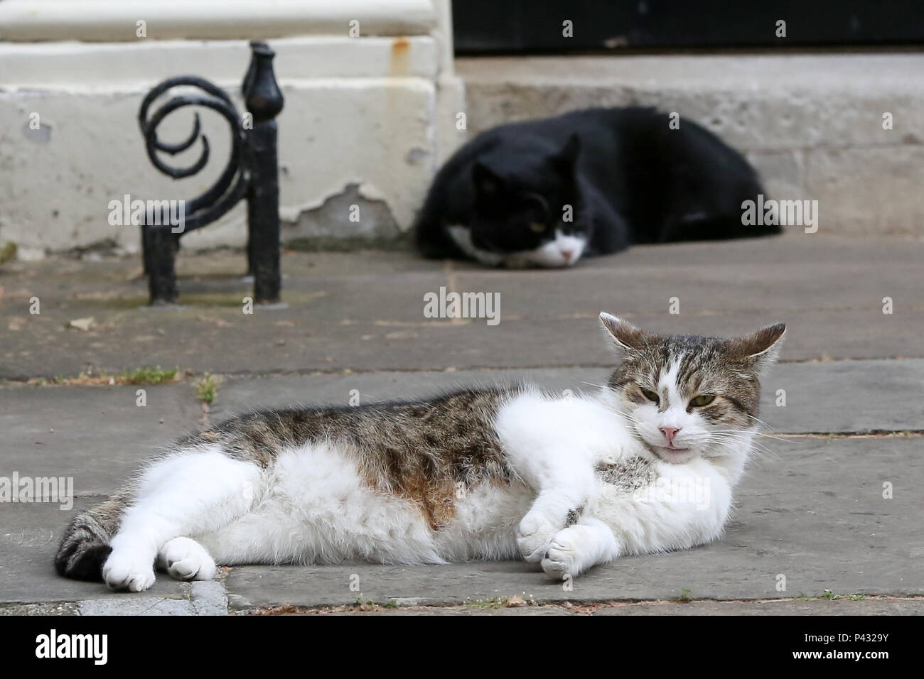 Londra, Regno Unito. Il 20 giugno 2018. Larry il 10 Downing Street Cat e Chief Mouser al Gabinetto di Palmerston il residente Chief Mouser del Foreign & Commonwealth Office rilassante a Downing Street Credit: Dinendra Haria/Alamy Live News Foto Stock