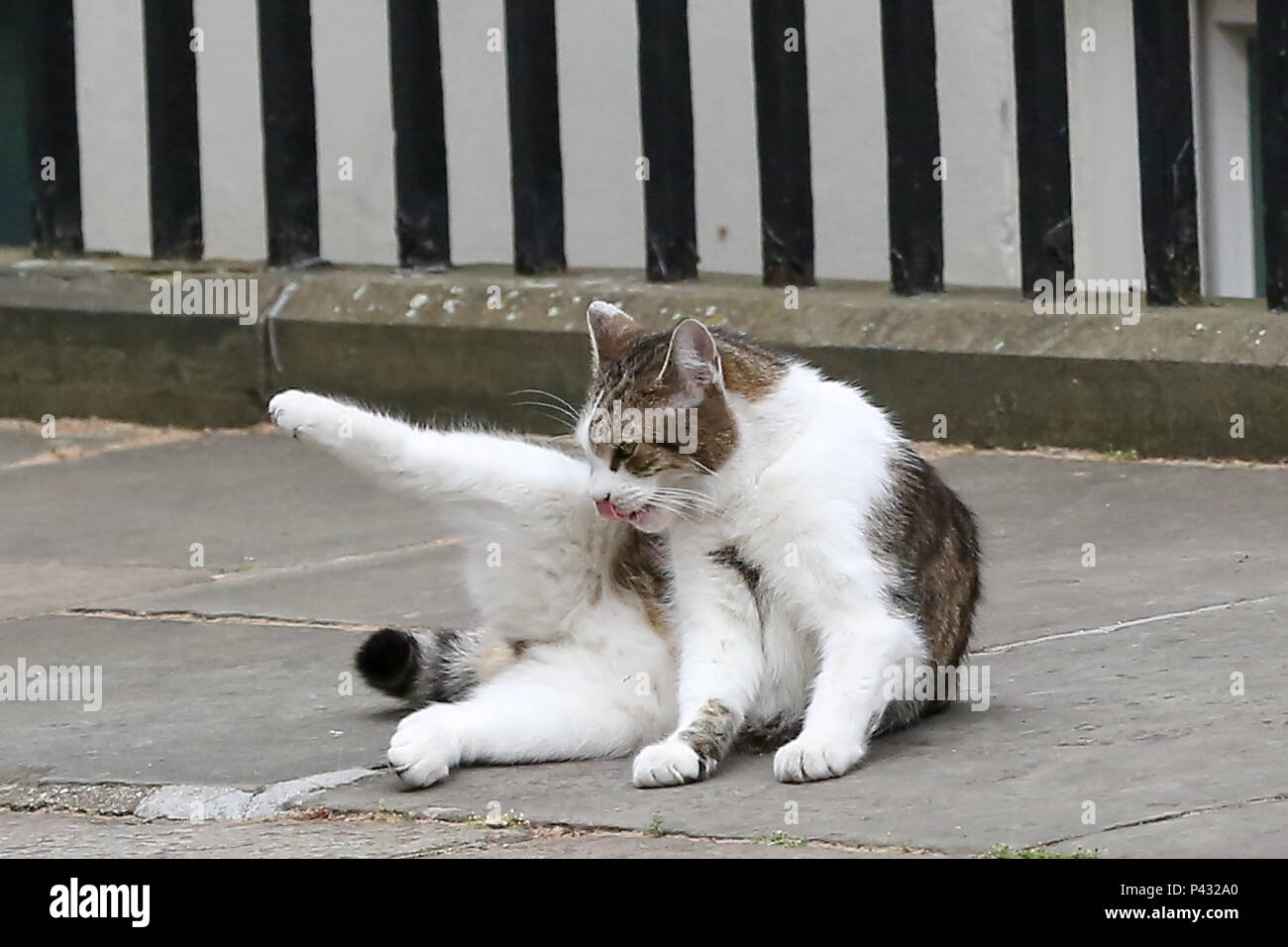 Londra, Regno Unito. Il 20 giugno 2018. Larry il 10 Downing Street Cat e Chief Mouser al Gabinetto di Palmerston il residente Chief Mouser del Foreign & Commonwealth Office rilassante a Downing Street Credit: Dinendra Haria/Alamy Live News Foto Stock