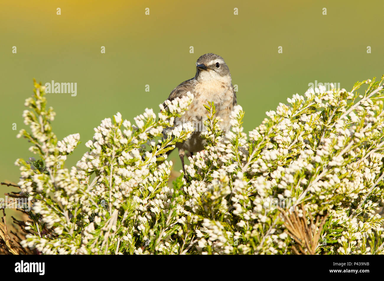 Anthus spinoletta Foto Stock