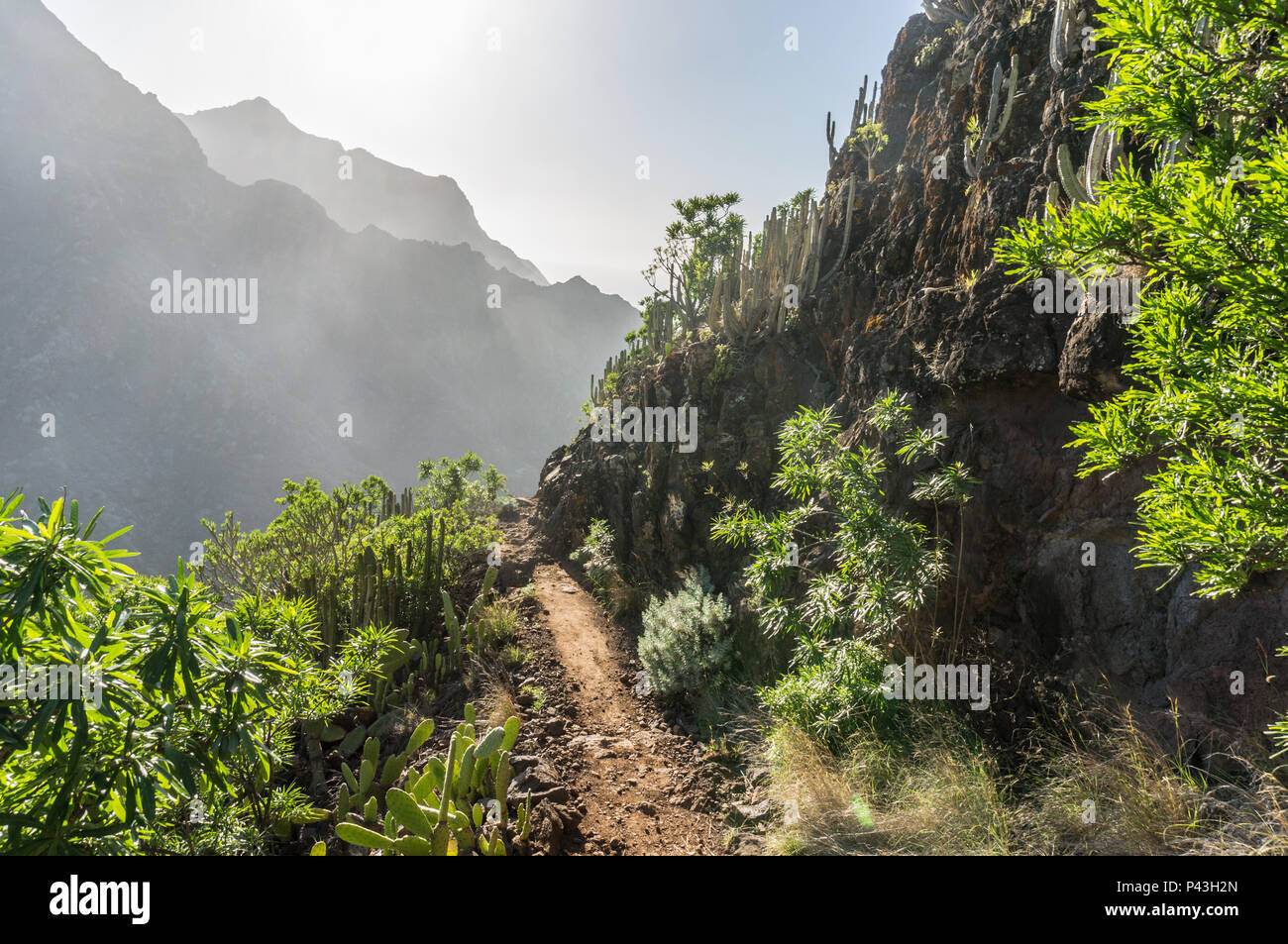 Percorso nel verde delle montagne Foto Stock