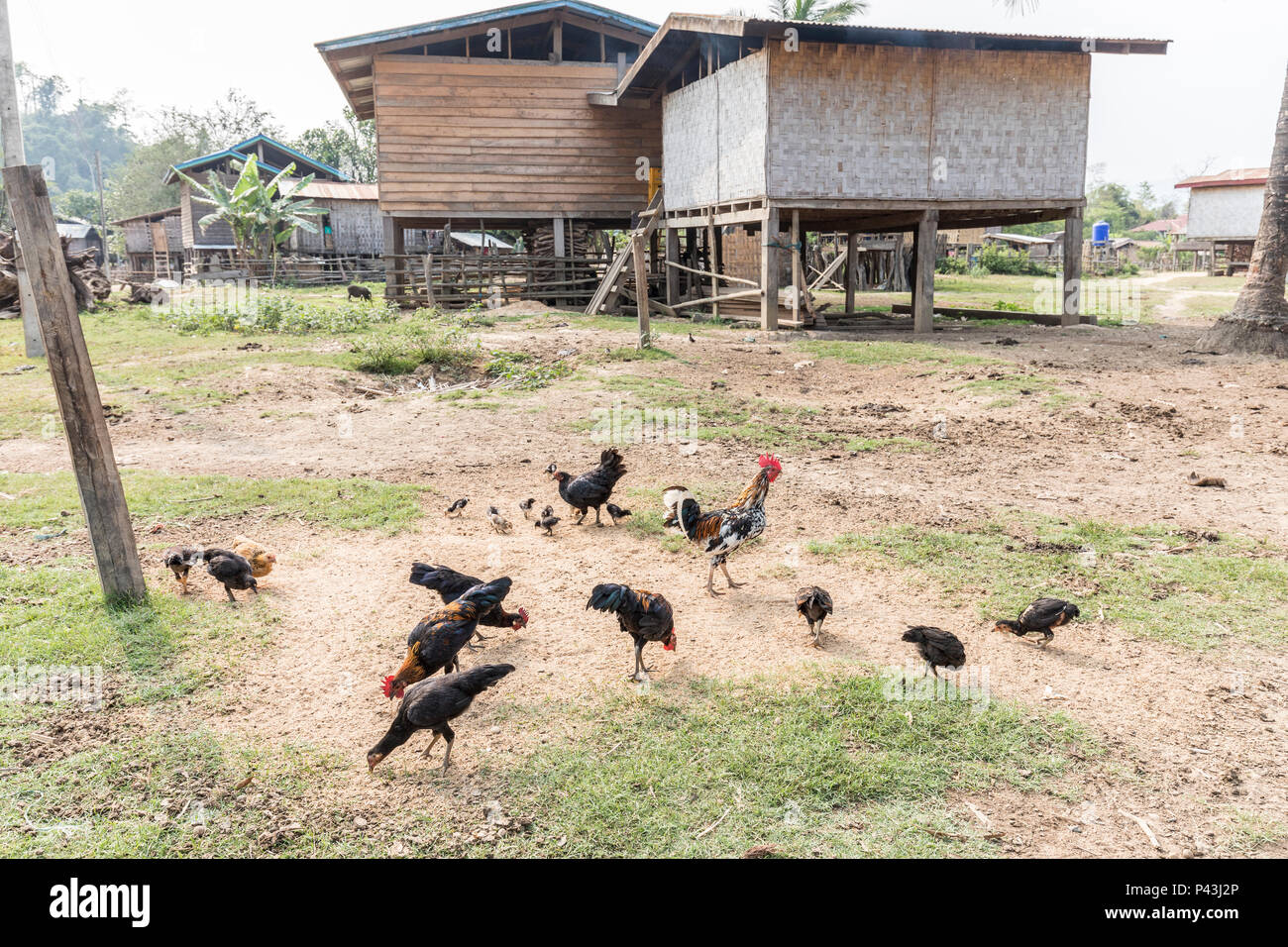 Polli in Nong Ping Village, Laos Foto Stock Polli in Nong Ping Village, Laos Foto Stock