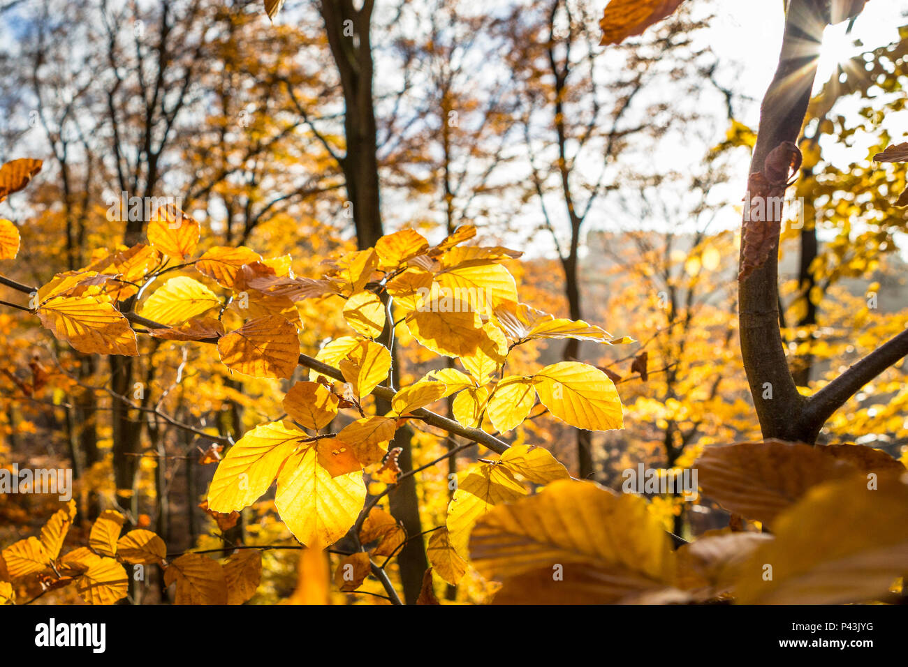 Sensazione positiva su un luminoso novembre pomeriggio in una passeggiata attraverso i boschi, LUSSEMBURGO, Europa Foto Stock