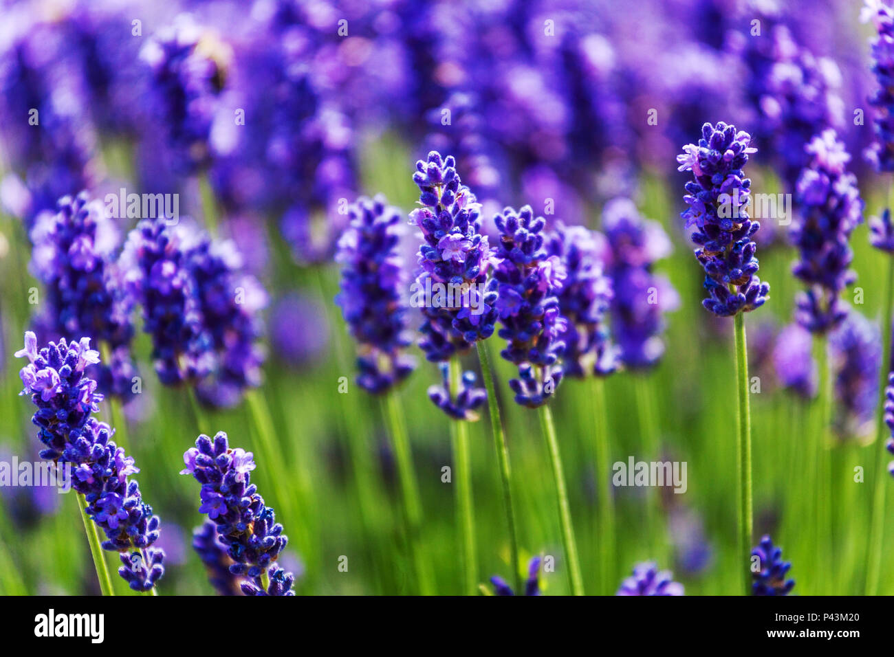 Lavanda fiori profumati Foto Stock