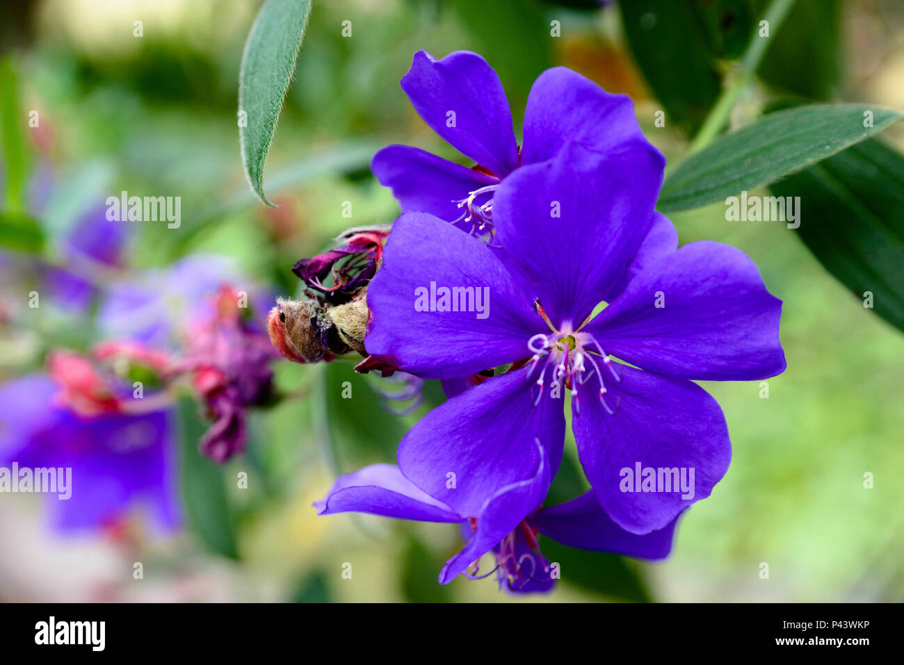 Un quaresmeira ( nome cientÃ-fico:Tibouchina granulosa ) Ã© uma Ã¡rvore de beleza notÃ¡vel, que encanta por sua elegÃ¢ncia e exuberante floraÃ§Ã£o. Seu porte geralmente Ã© pequeno un mÃ©dio, podendo atingir de 8 a 12 metro de altura. Paraty/RJ. 08 de setembro de 2013. Foto: Alexandre Carvalho/Fotoarena Foto Stock