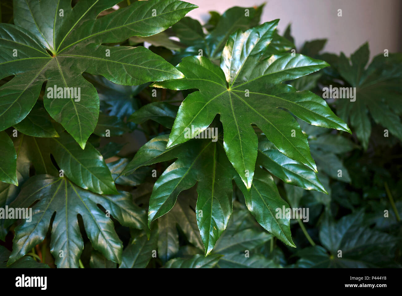 Fatsia Japonica Foto Stock