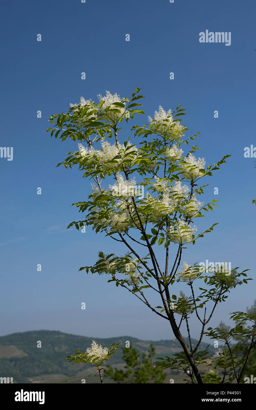 Fraxinus ornus blossom Foto Stock