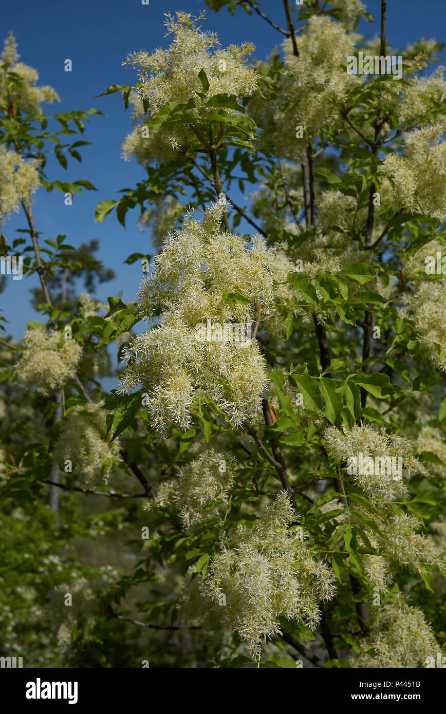 Fraxinus ornus blossom Foto Stock