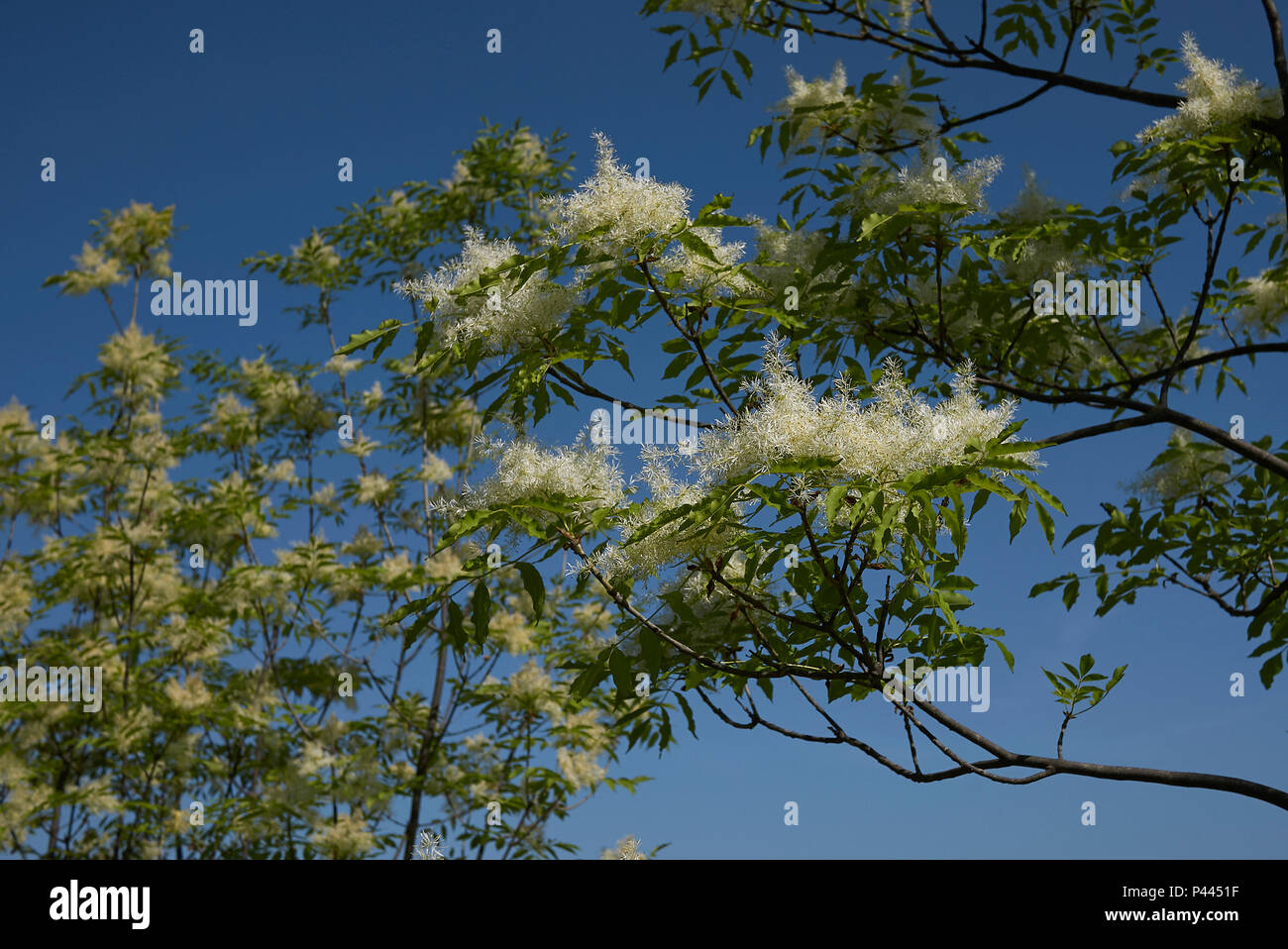 Fraxinus ornus blossom Foto Stock