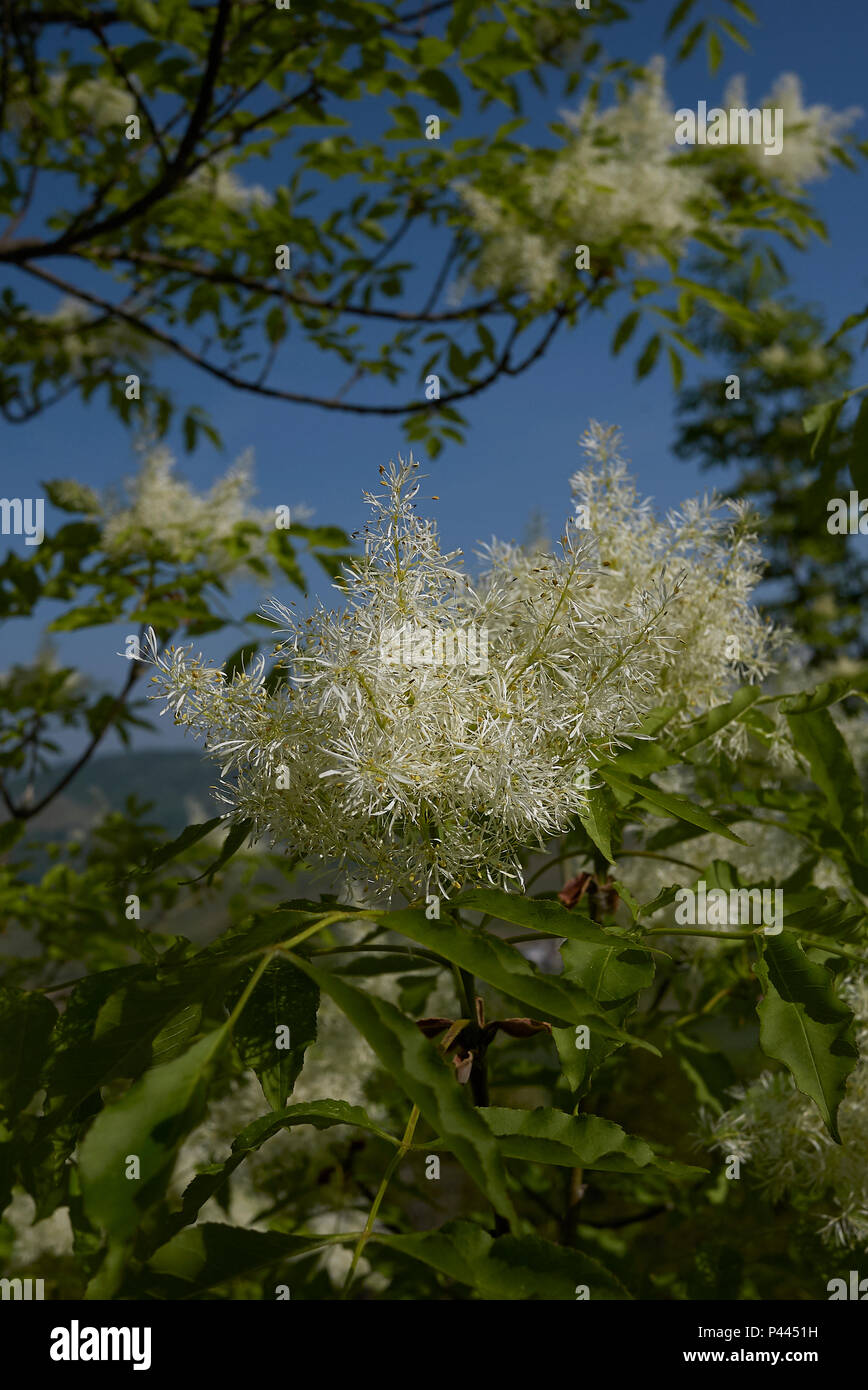 Fraxinus ornus blossom Foto Stock