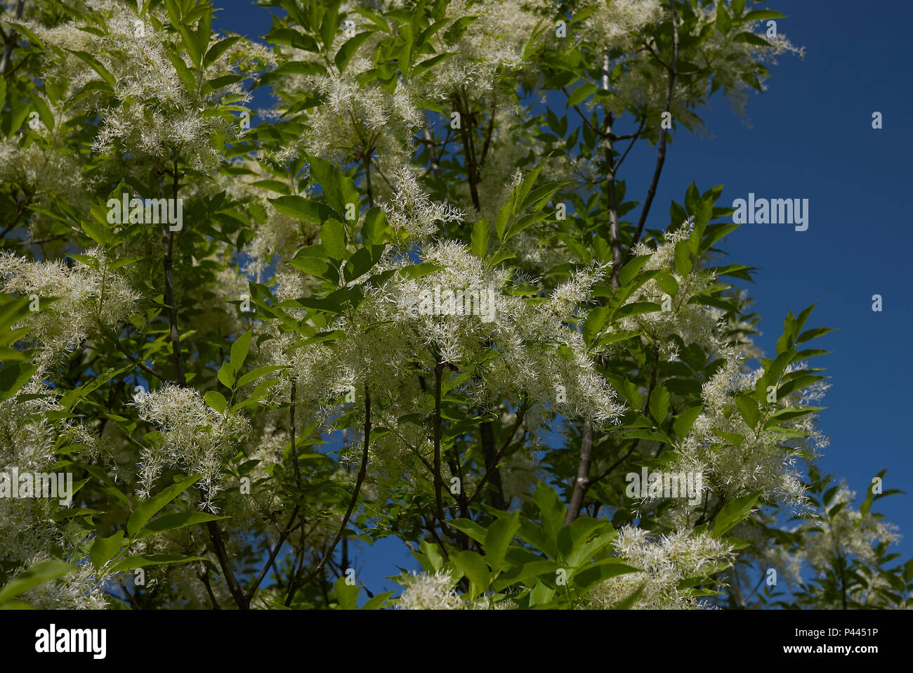 Fraxinus ornus blossom Foto Stock