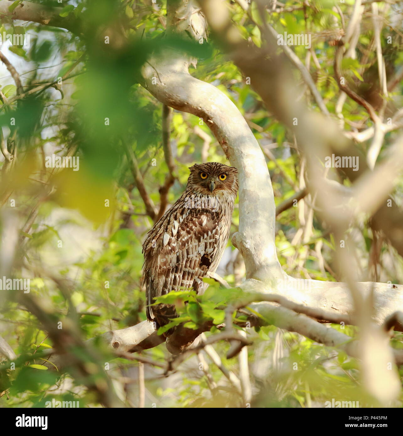 Un pesce marrone gufo appollaiato in un fantasma ramo di albero e guardando direttamente nella telecamera che mostra il suo piumaggio e colore giallo brillante occhi. Foto Stock