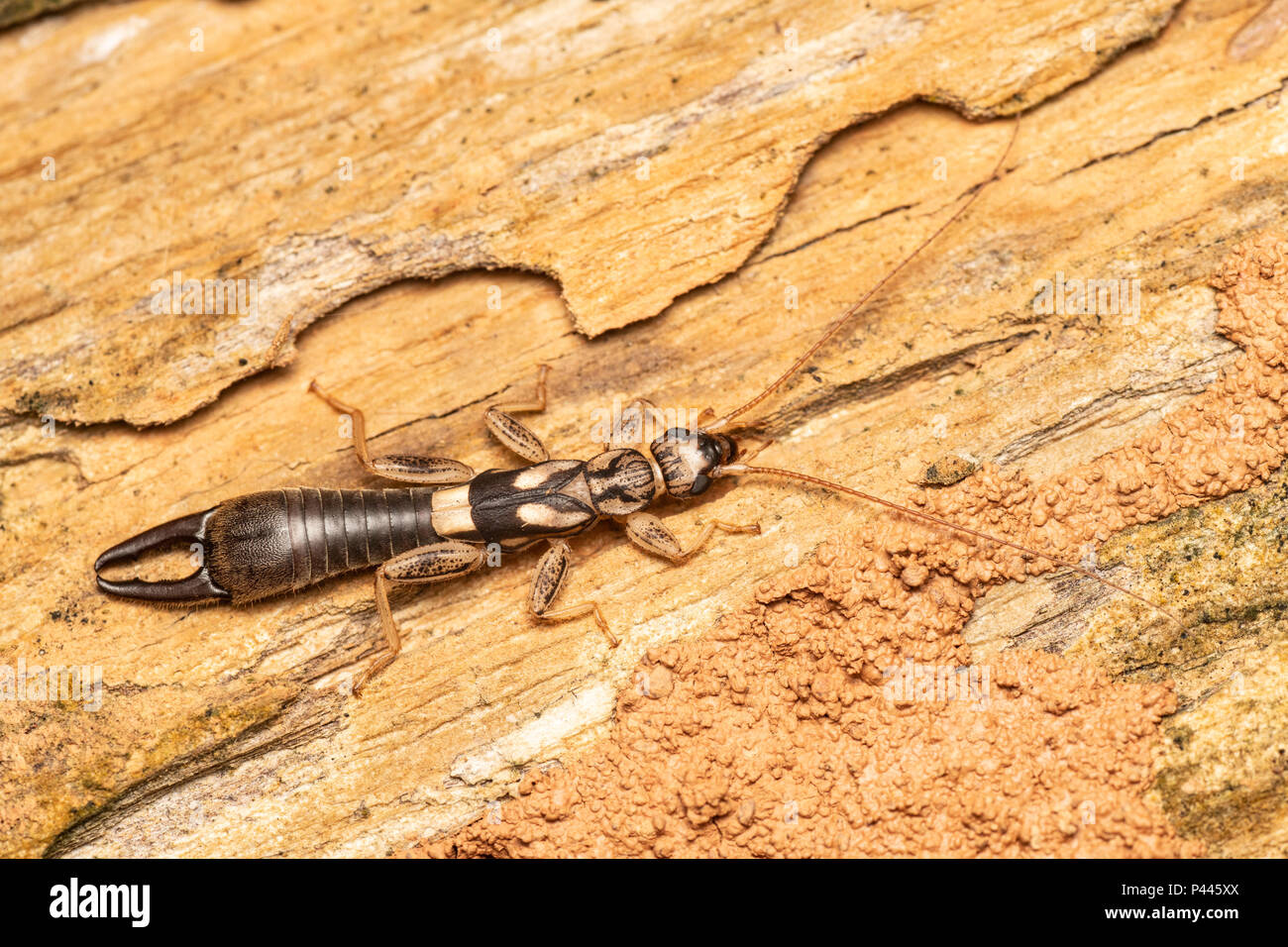 Earwigs compongono l'ordine di insetti Dermaptera. Earwigs sono prevalentemente notturni e spesso si nascondono in piccoli anfratti umidi durante il giorno e sono attivi a ni Foto Stock