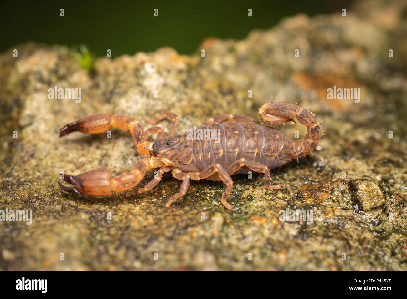 Gli Scorpioni sono predatori di aracnidi dell'ordine Scorpiones. Hanno otto gambe e sono facilmente riconoscibili dalla coppia di afferrare pedipalps e na Foto Stock