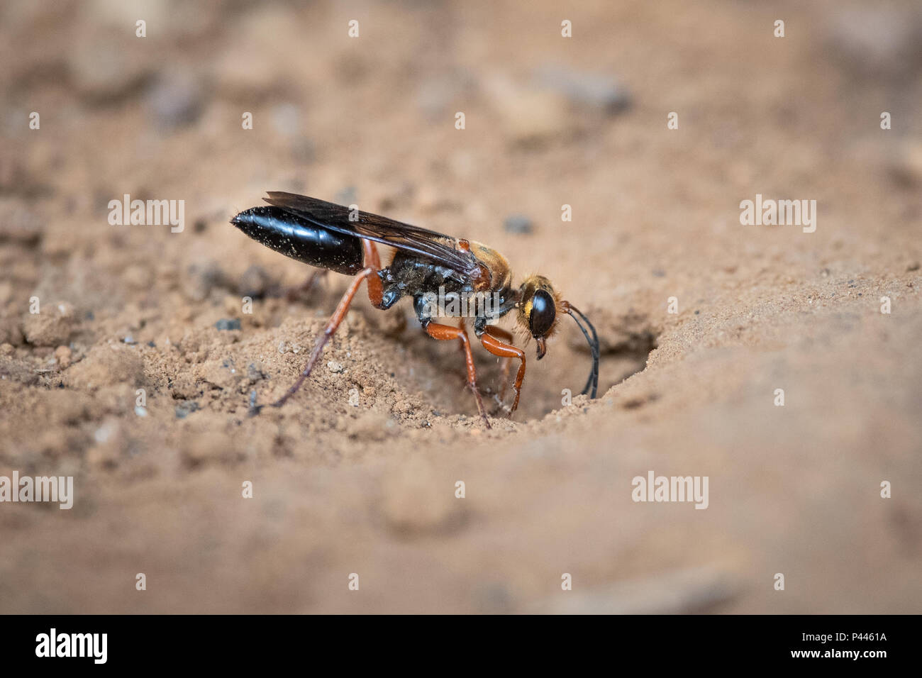 Vespe del genere Sphex (comunemente noto come vespe di scavo) sono predatori cosmopolita che sting e paralizzare preda di insetti. Foto Stock
