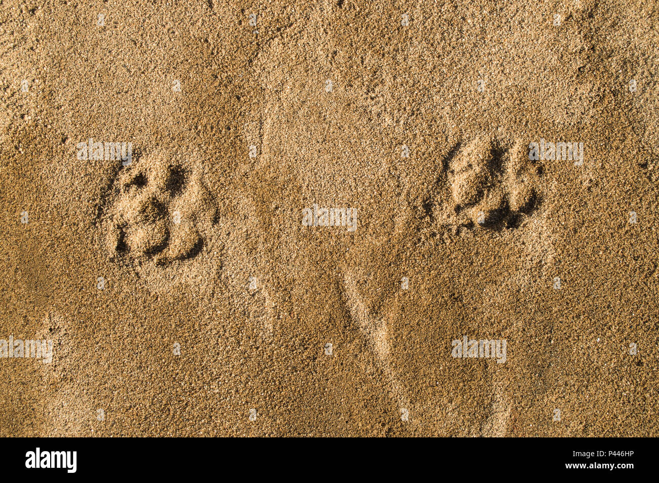 Footprint del cane sulla sabbia Foto Stock